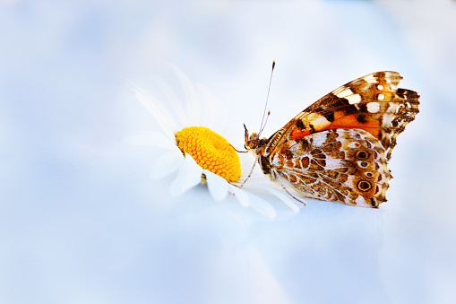 Butterfly sitting on a sunny meadow on  camomile.