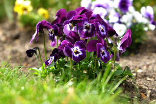Viola Tricolor Hortones