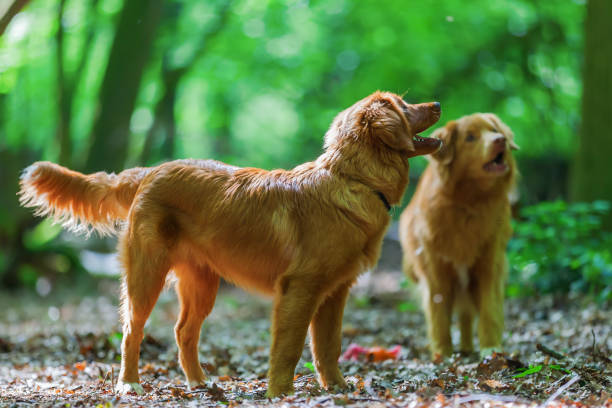 istock Nova Scotia Duck Tolling Retriever standing in the forest 690057452