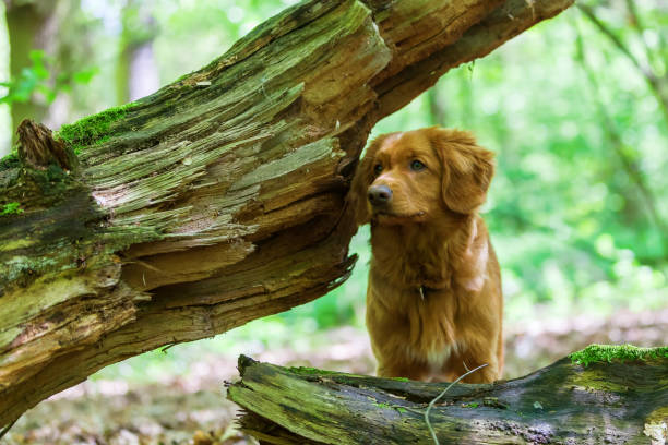 istock Nova Scotia Duck Tolling Retriever in the forest 690057478