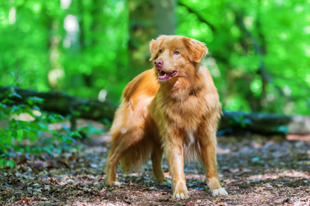 istock Nova Scotia Duck Tolling Retriever in the forest 690057568