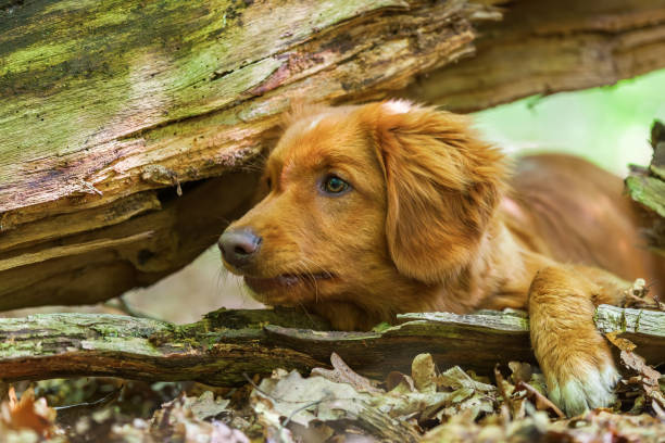 istock Nova Scotia Duck Tolling Retriever in the forest 690057574