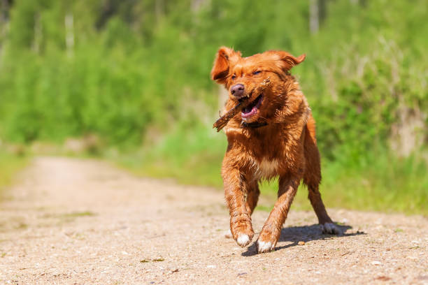 istock Nova Scotia Duck Tolling Retriever on a forest path 690057602