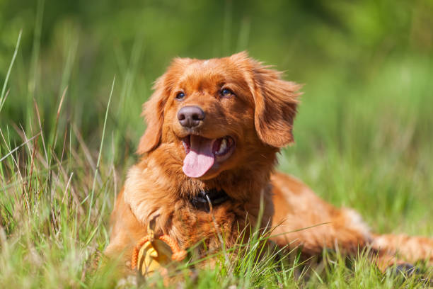 istock Nova Scotia Duck Tolling Retriever puppy 690057604