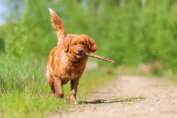 istock Nova Scotia Duck Tolling Retriever on a forest path 690057622