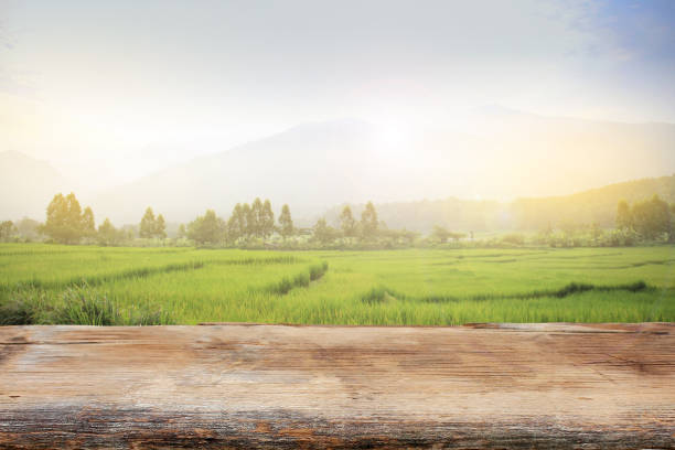istock Empty wooden walk way on Gold rice field with cloudy and abstract light at sunset time landscape background 690057694