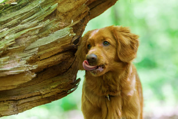 istock Nova Scotia Duck Tolling Retriever in the forest 690057700