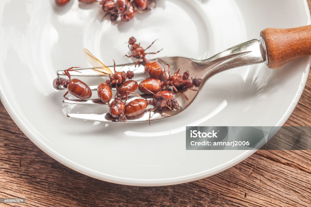 subterranean ants roast is clean food in local cuisine of Thai, Northern style food, Lanna style food Ant Stock Photo