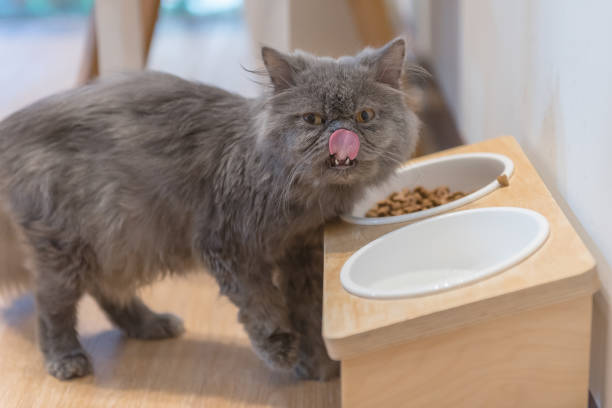 istock cat eating dried cat food and milk 690058184