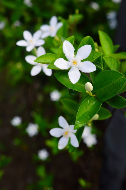 białe kwiaty gardenia - stephanotis zdjęcia i obrazy z banku zdjęć