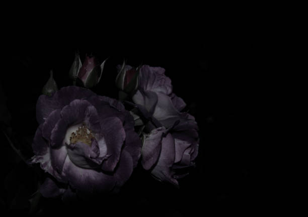 istock Purple roses on black background  - dark tone style 690061580
