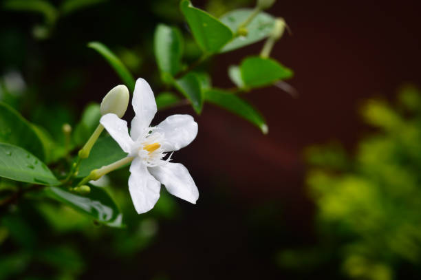 istock White Gardenia flowers 690061710