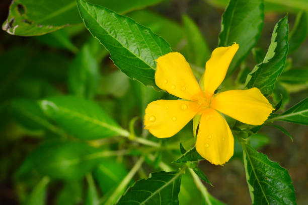 istock Yellow Turnera ulmifolia - Yellow Alder 690064170