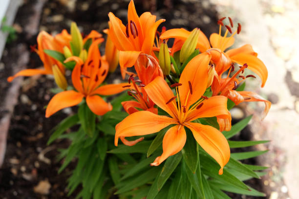 istock Orange garden plant 690064974