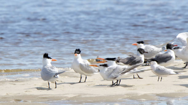 istock Caspian terns and laughing gulls on a sandbar 690065110