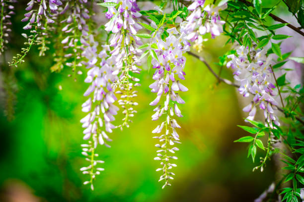 istock Wisteria flowers 690065686