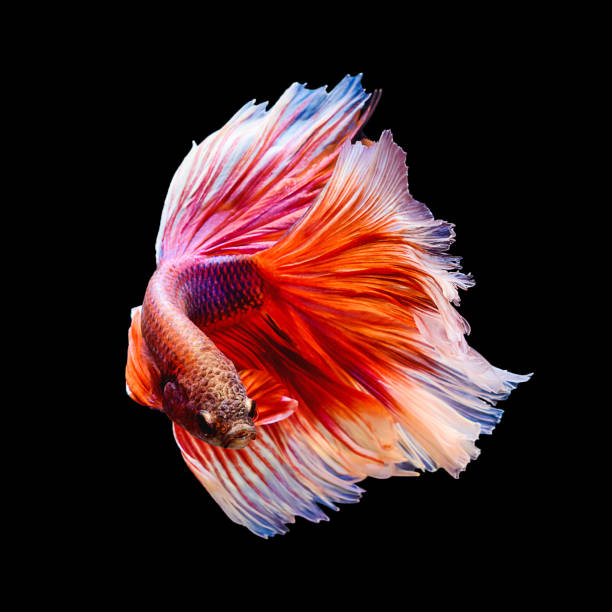 красно-белая сиамская боевая рыба "половина луны" форма изолирована на черном - fish siamese fighting fish isolated multi colored стоковые фото и изображения