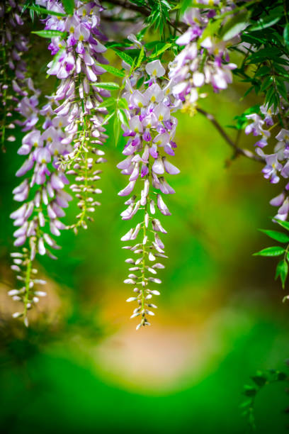 istock Wisteria flowers 690066092