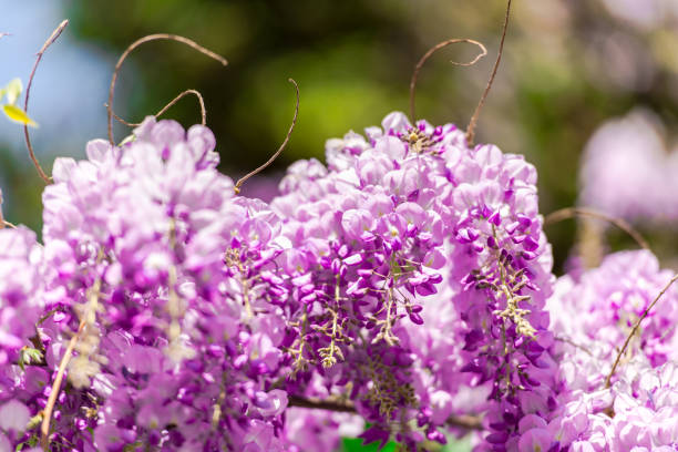 istock Wisteria flowers 690067234