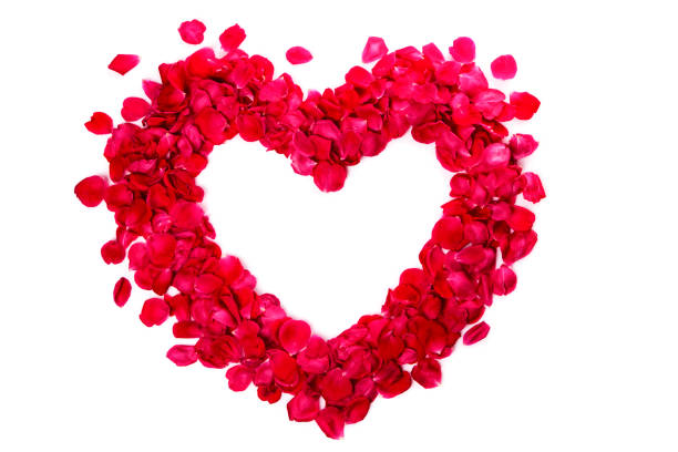 Heart of pink rose petals isolated on white background