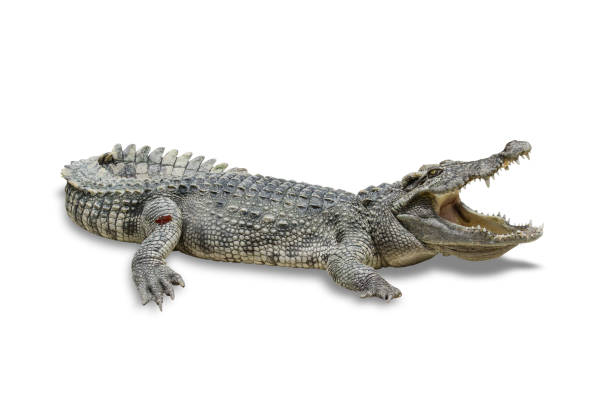 istock freshwater crocodile isolated on white background 690072476