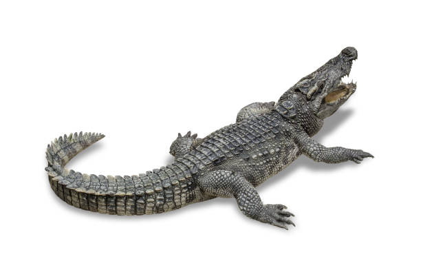 istock freshwater crocodile isolated on white background 690072480