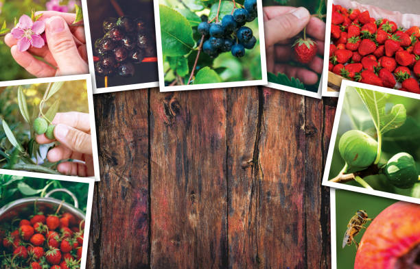 istock Organic fruit production, photo collage 690074114