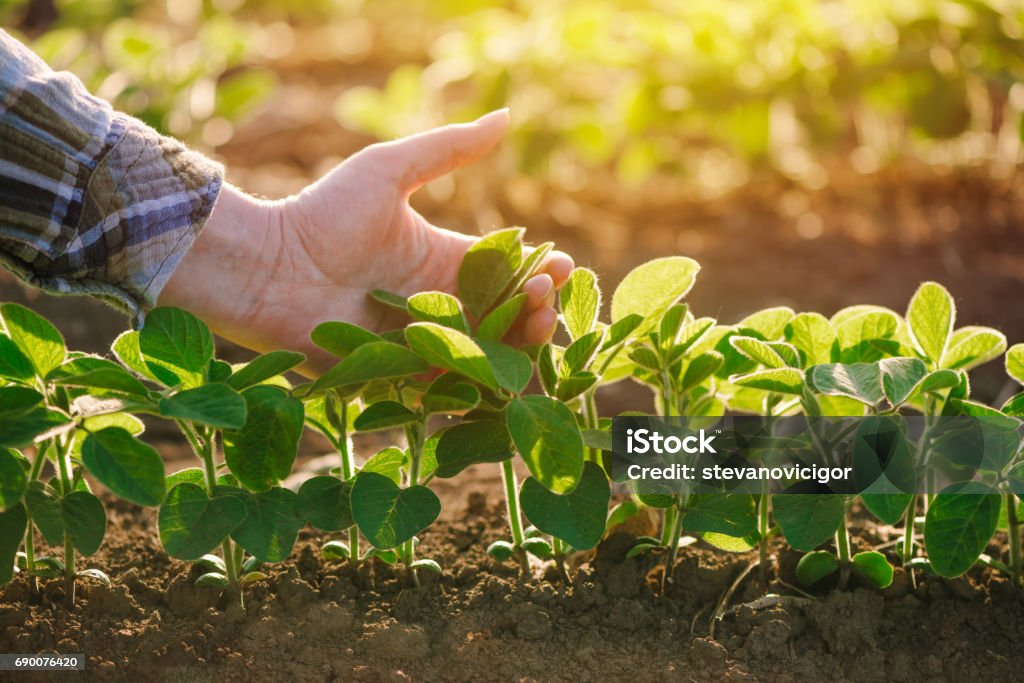 Close up of female farmer hand examining soybean plant leaf Close up of female farmer hand examining soybean plant leaf in cultivated agricultural field, agriculture and crop protection Soybean Stock Photo