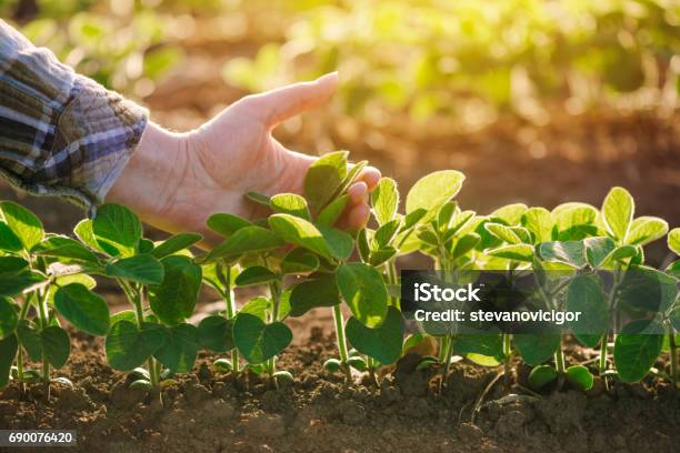 Close Up Of Female Farmer Hand Examining Soybean Plant Leaf Stock Photo - Download Image Now