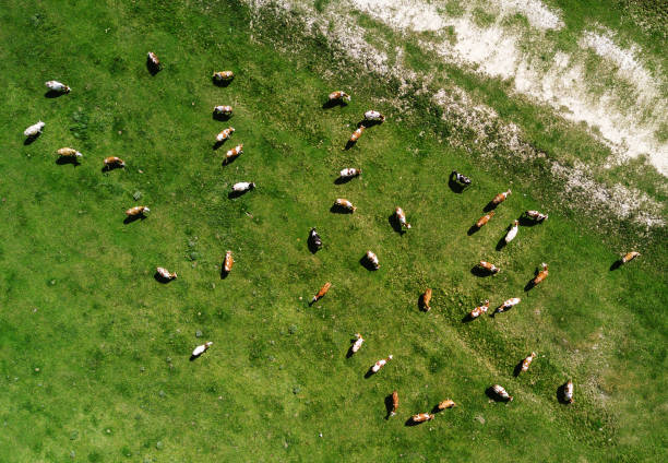 istock Aerial view of cows herd grazing on pasture field 690076640