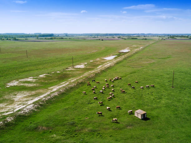 istock Aerial view of cows herd grazing on pasture field 690076780
