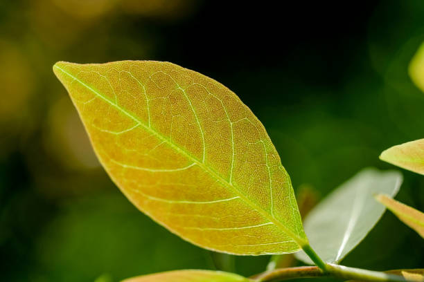 istock Fresh green leaves with raining on morning sun. 690076862