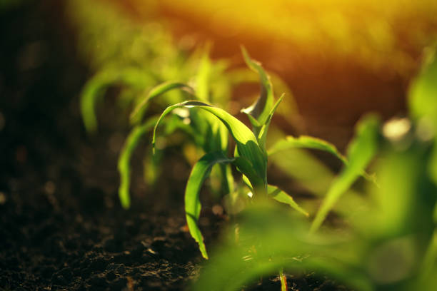 istock Young small corn plant seedlings in soil 690076896