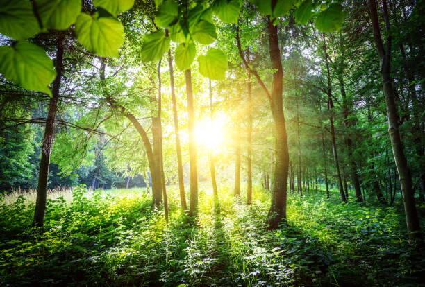 istock Green leaves and trees in the forest 690079952