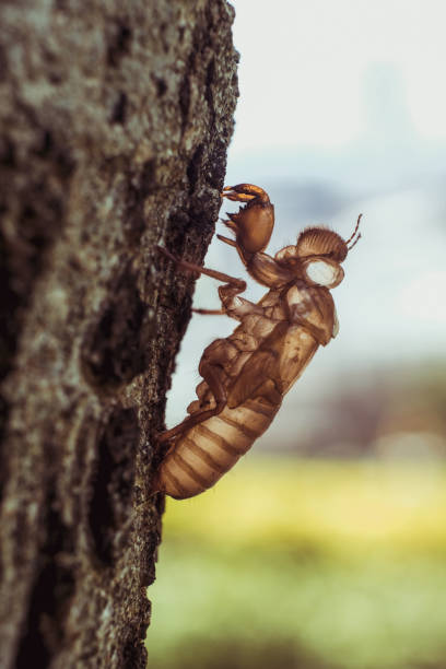 istock slough off, molt of cicada on tree in nature, insect molting 690080014