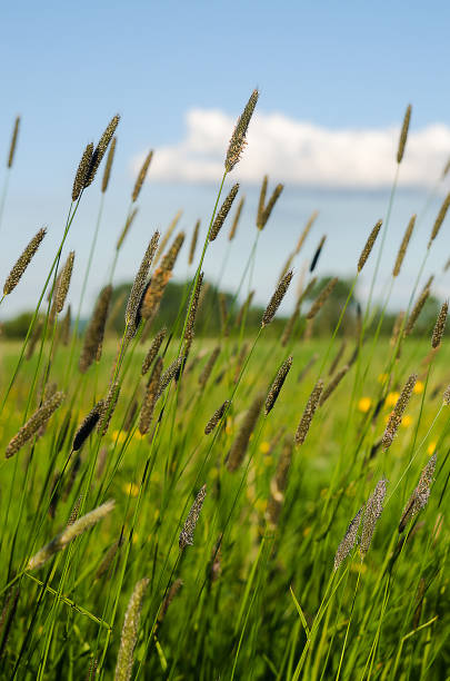 istock Green grass stem growing outdoors 690080974