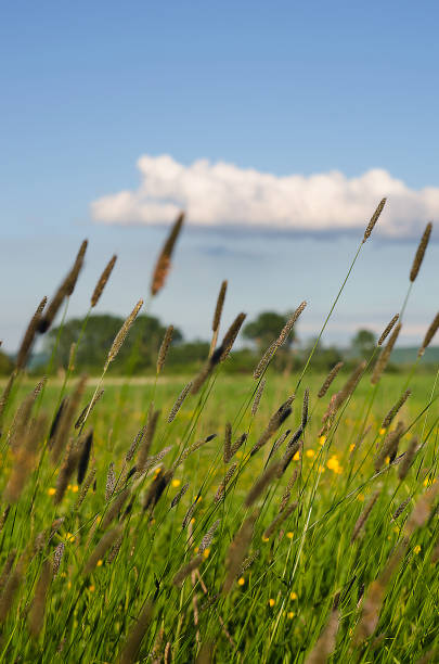 istock Green grass stem growing outdoors 690080990