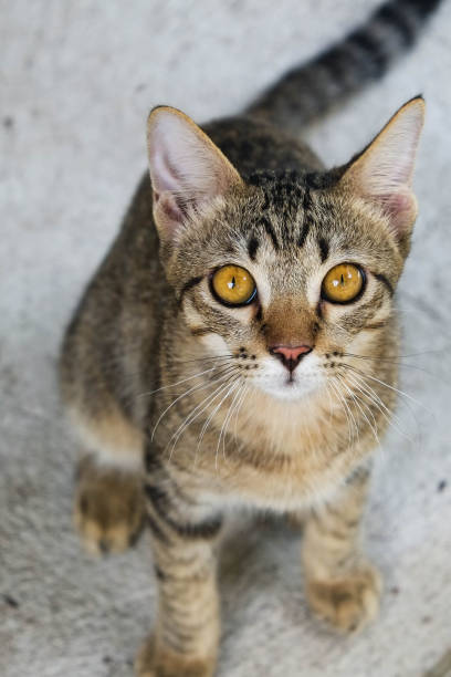 istock Young cat looks up at a camera. 690081276
