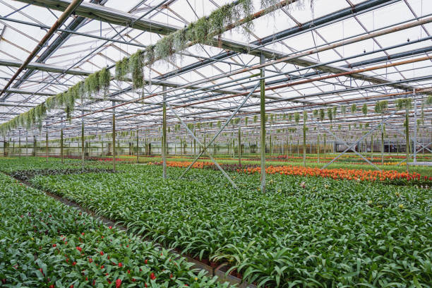 istock young plants growing in greenhouse 690083512