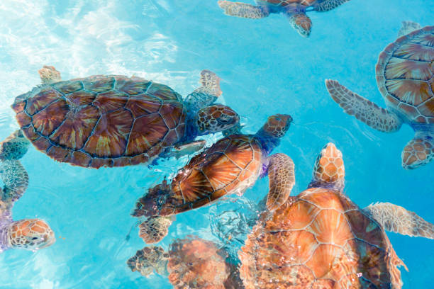 istock Sea turtles looking from the water in the reserve 690083754