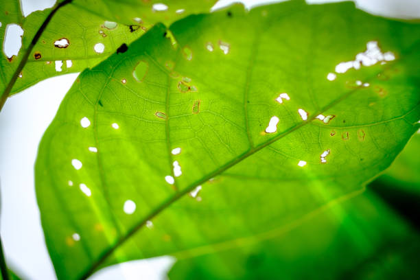 istock Fresh green leaves with raining on morning sun. 690087778