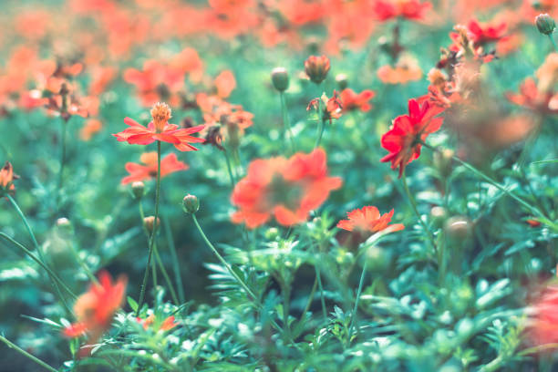 istock Colorful flowers for background . 690088460