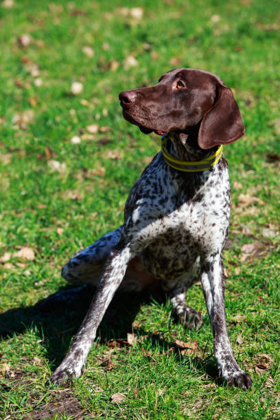 istock dog breed German Shorthair 690092430