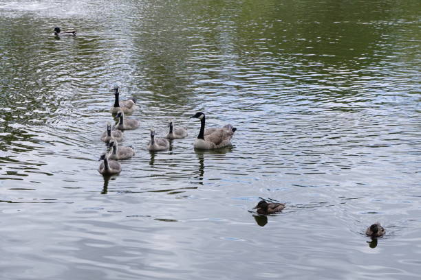 istock Rules and manners of birds. 690092484