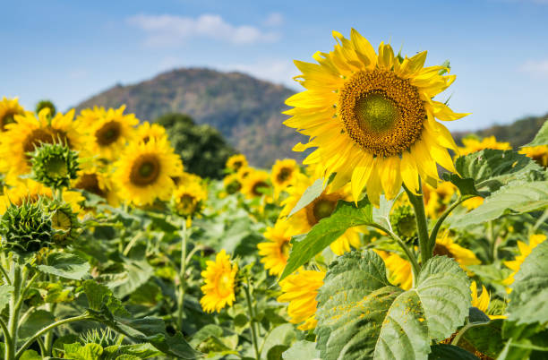 istock sunflowers farm with mountain and cloudy sky background 690093140