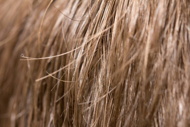 istock background of the hair 690096288