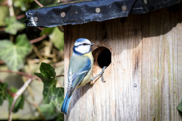 istock Blue tit at a birdhouse 690101266