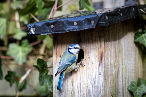 Close-up of a blue tit at a birdhouse
