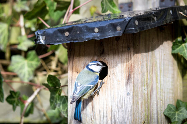 istock Blue tit at a birdhouse 690105798