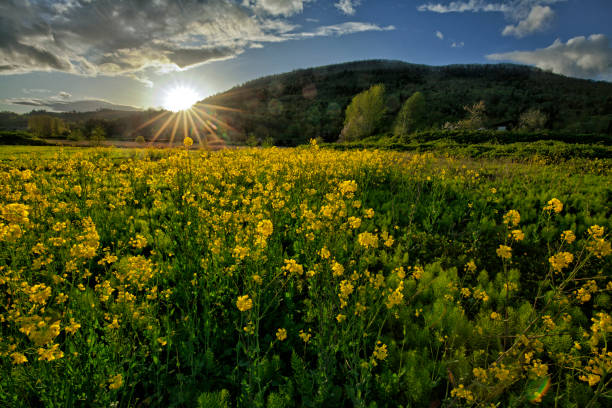 A sunny day in Fraser Valley in Abbotsford in spring of 2016